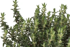 Sale Bio Zitronen-Thymian (Thymus citriodorus 'Aureus') D 14 H 10 cm Obst, Gemüse & Kräuter|Kräuterpflanzen