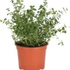 New Bio Zitronen-Thymian (Thymus citriodorus) D 12 H 15 cm Obst, Gemüse & Kräuter|Kräuterpflanzen