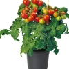 Online Bio-Kirschtomate (Solanum lycopersicum) D 14 H 40 cm Obst, Gemüse & Kräuter|Gemüsepflanzen