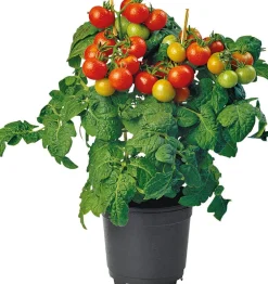 Online Bio-Kirschtomate (Solanum lycopersicum) D 14 H 40 cm Obst, Gemüse & Kräuter|Gemüsepflanzen