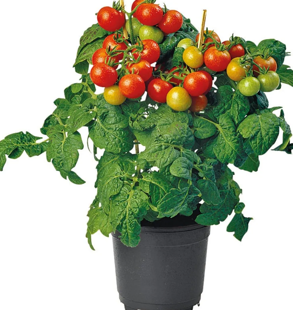 Online Bio-Kirschtomate (Solanum lycopersicum) D 14 H 40 cm Obst, Gemüse & Kräuter|Gemüsepflanzen