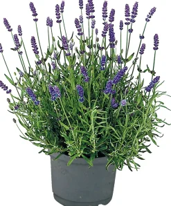 Best Bio-Lavendel (Lavendula angustifolia 'Lamorosa') D 14 H 25 cm Blühende Pflanzen|Immergrüne Pflanzen