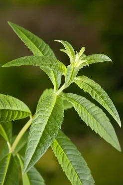 Online Biologische Zitronenverbene (Aloysia triphylla) D 13 H 20 cm Obst, Gemüse & Kräuter|Kräuterpflanzen