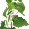 Sale Bio-Snackgurke (Cucumis sativus) D 14 H 60 cm Obst, Gemüse & Kräuter|Gemüsepflanzen