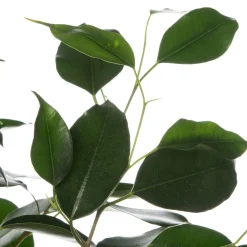 Online Birkenfeige (Ficus benjamina 'Danielle') D 17 cm H 70 cm Bonsai|Grünpflanzen