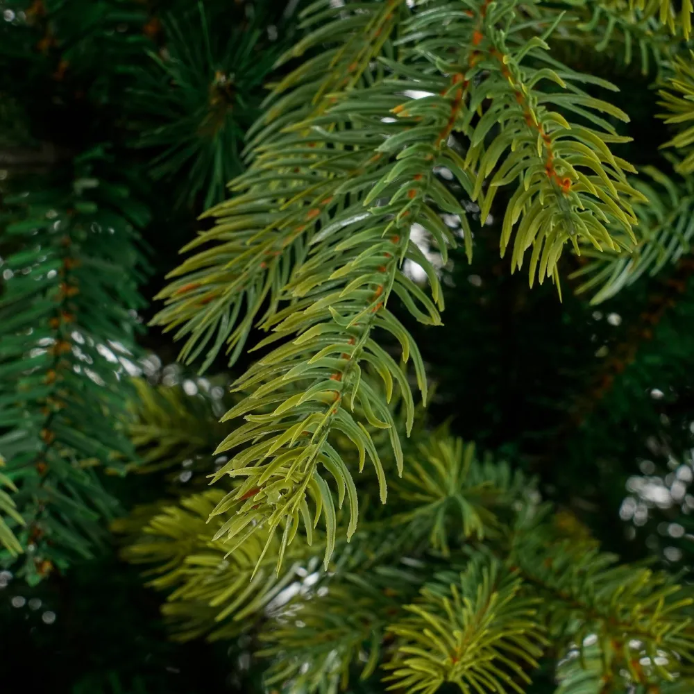 Hot Black Box Künstlicher Weihnachtsbaum Grand Fir D 152 H 215 cm Künstliche Weihnachtsbäume