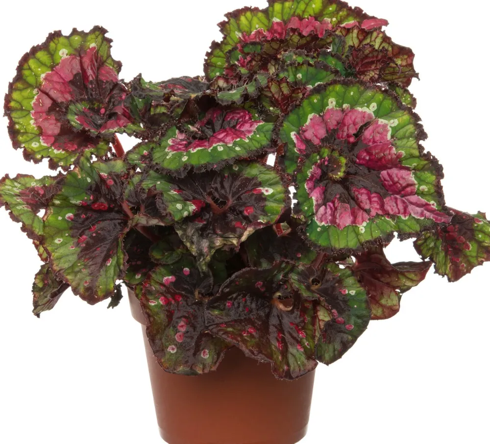 Clearance Blattbegonie (Begonia rex (MC) 'Macarena') D 13 cm H 25 cm Kleine Zimmerpflanzen|Grünpflanzen