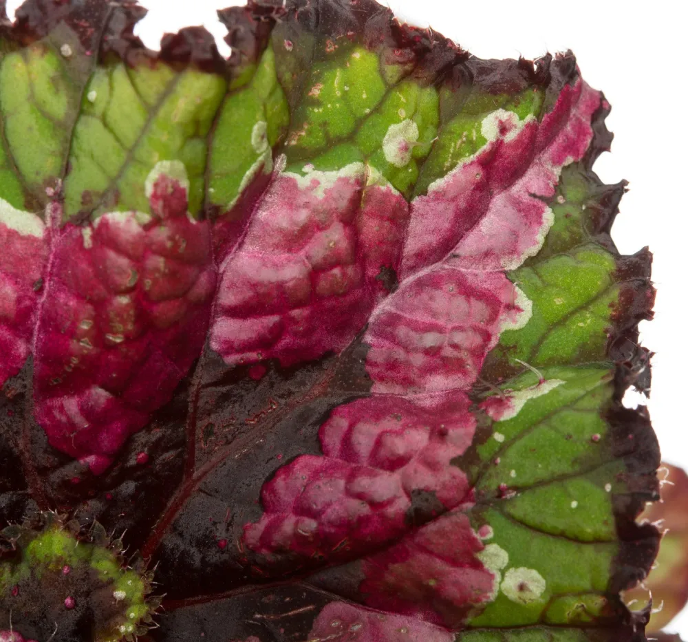 Clearance Blattbegonie (Begonia rex (MC) 'Macarena') D 13 cm H 25 cm Kleine Zimmerpflanzen|Grünpflanzen