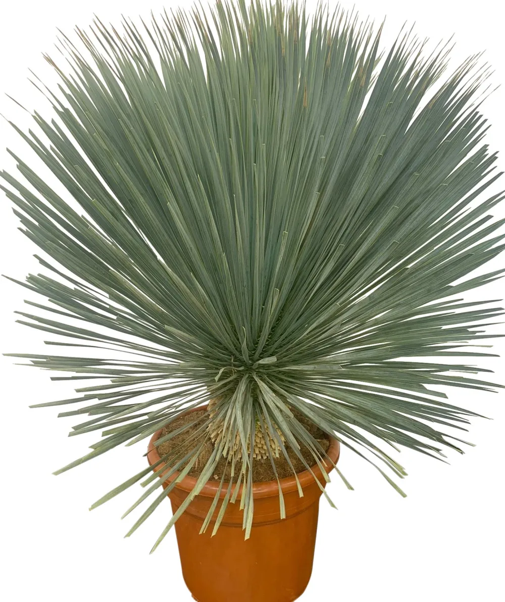 Best Blaue Palmlilie (Yucca rostrata) D 40 H 100 cm Immergrüne Pflanzen|Palmen