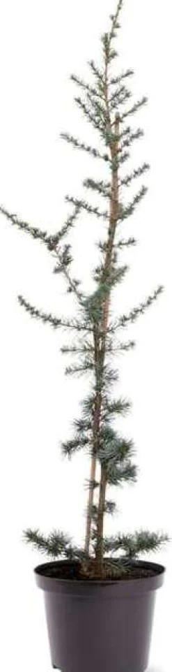 Hot Blaue Zeder (Cedrus libani 'Glauca') D 30 H 175 cm Winterharte Pflanzen|Koniferen