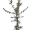 Blaue Zeder (Cedrus libani 'Glauca') D 23 H 100 cm Immergrüne Pflanzen|Winterharte Pflanzen