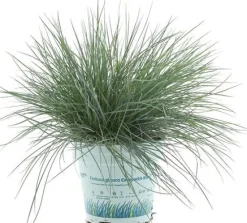 Best Blauschwingel (Festuca glauca 'Compacta Blue') D 10,5 H 20 cm Immergrüne Pflanzen|Winterharte Pflanzen