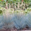 Clearance Blauschwingel (Festuca glauca 'Elijah Blue') D 17 H 30 cm Immergrüne Pflanzen|Winterharte Pflanzen