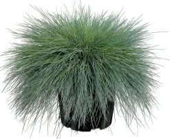 Discount Blauschwingel (Festuca glauca 'Intense Blue') D 17 H 35 cm Immergrüne Pflanzen|Mehrjährige Pflanzen