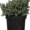 Sale Blauzeder-Wacholder (Juniperus squamata 'Blue Star') D 17 H 15 cm Immergrüne Pflanzen|Winterharte Pflanzen