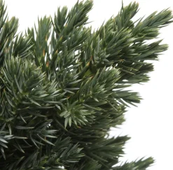 Sale Blauzeder-Wacholder (Juniperus squamata 'Blue Star') D 17 H 15 cm Immergrüne Pflanzen|Winterharte Pflanzen