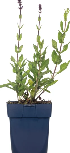 Discount Blüten-Salbei (Salvia nemorosa 'Caradonna') D 11 H 10 cm Immergrüne Pflanzen|Winterharte Pflanzen