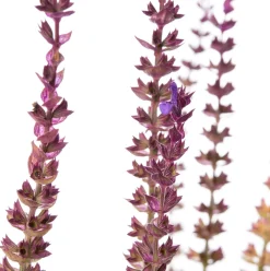 Discount Blüten-Salbei (Salvia nemorosa 'Caradonna') D 11 H 10 cm Immergrüne Pflanzen|Winterharte Pflanzen