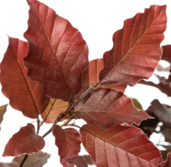 Clearance Blutbuche (Fagus sylvatica 'Atropunicea') D 9 H 60 cm Heckenpflanzen|Winterharte Pflanzen