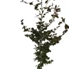 Best Blutbuche (Fagus sylvatica 'Atropunicea') D 17 H 60 cm Heckenpflanzen|Winterharte Pflanzen