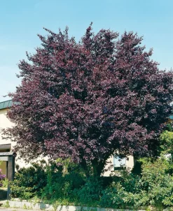 New Blutpflaume (Prunus cerasifera 'Nigra') D 32 H 180 cm Kirschlorbeer
