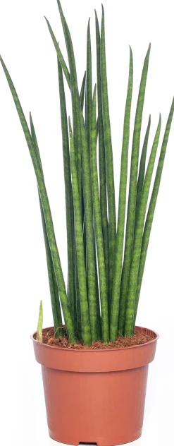 Sale Bogenhanf (Sansevieria bacularis 'Mikado') D 12 cm H 40 cm Für Sonne|Luftreinigende Pflanzen