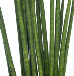 Sale Bogenhanf (Sansevieria bacularis 'Mikado') D 12 cm H 40 cm Für Sonne|Luftreinigende Pflanzen