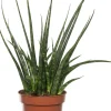 Best Bogenhanf (Sansevieria 'Fernwood Mikado') D 12 H 40 cm Für Sonne|Luftreinigende Pflanzen