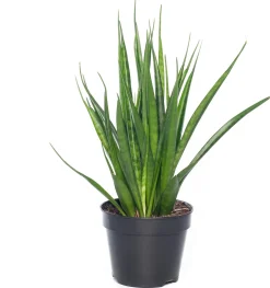 Sale Bogenhanf (Sansevieria kirkii 'Friends') D 15 H 40 cm Für Sonne|Luftreinigende Pflanzen