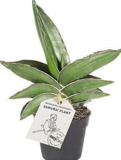 Online Bogenhanf (Sansevieria 'Samurai Dwarf') D 6 H 20 cm Kleine Zimmerpflanzen|Für Sonne