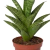 New Bogenhanf (Sansevieria 'Tough Lady') D 10 H 25 cm Kleine Zimmerpflanzen|Für Sonne