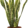 Online Bogenhanf (Sansevieria trifasciata 'Laurentii') D 17 H 65 cm Für Sonne|Luftreinigende Pflanzen