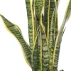 Outlet Bogenhanf (Sansevieria trifasciata 'Laurentii') D 14 H 50 cm Für Sonne|Luftreinigende Pflanzen