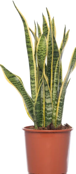 Outlet Bogenhanf (Sansevieria trifasciata 'Laurentii') D 14 H 50 cm Für Sonne|Luftreinigende Pflanzen