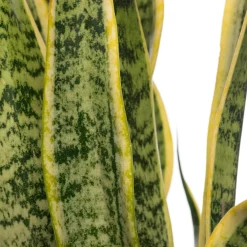 Outlet Bogenhanf (Sansevieria trifasciata 'Laurentii') D 14 H 50 cm Für Sonne|Luftreinigende Pflanzen