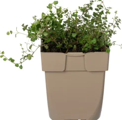 Outlet Breitblättriger Thymian (Thymus pulegioides) D 11 H 10 cm Immergrüne Pflanzen|Winterharte Pflanzen