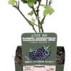 Online Brombeere stachellos (Rubus fruticosus 'Black Satin') H 45 cm Obstbäume & -Sträucher|Obstbäume & -Sträucher