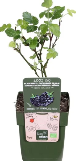 Online Brombeere stachellos (Rubus fruticosus 'Black Satin') H 45 cm Obstbäume & -Sträucher|Obstbäume & -Sträucher
