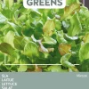 Best Buzzy® Microgreens Salat-Mischung Sprossen (Lactuca sativa type) Sprossen (BIO) Samen Gemüsesamen|Saatgut