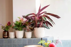 New Capi Europe Blumentopf Groove beige D 16,5 H 15 cm Blumentöpfe & Pflanzgefäße|Blumentöpfe