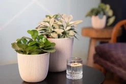 New Capi Europe Blumentopf Groove beige D 16,5 H 15 cm Blumentöpfe & Pflanzgefäße|Blumentöpfe