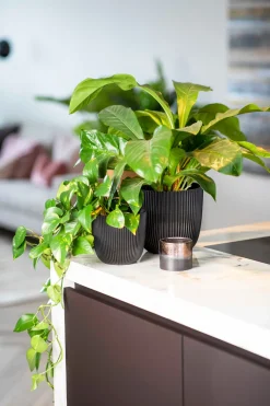 Discount Capi Europe Blumentopf Groove schwarz D 21,5 H 20 cm Blumentöpfe & Pflanzgefäße|Blumentöpfe