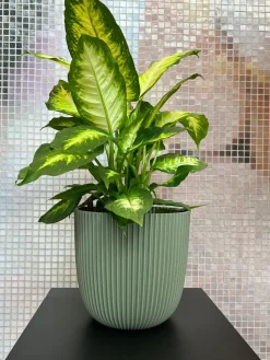 Outlet Capi Europe Blumentopf Groove grün D 21,5 H 20 cm Blumentöpfe & Pflanzgefäße|Blumentöpfe