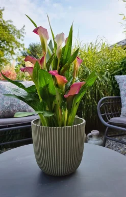 Hot Capi Europe Blumentopf Groove grün D 16,5 H 15 cm Blumentöpfe & Pflanzgefäße|Blumentöpfe