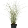 Online Chinaschilf (Miscanthus sinensis 'Morning Light') D 23 H 80 cm Blühende Pflanzen|Winterharte Pflanzen