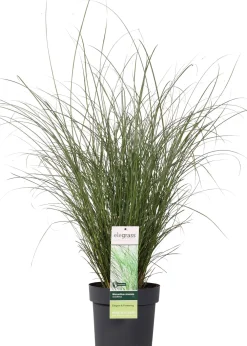 Discount Chinaschilf (Miscanthus sinensis 'Gracillimus') D 23 H 100 cm Blühende Pflanzen|Winterharte Pflanzen