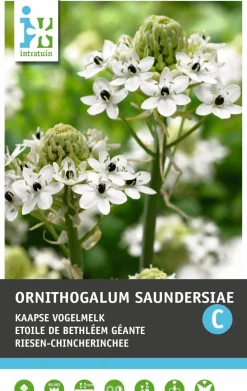 Discount Chincherinchee (Ornithogalum saundersiae) Blumenzwiebeln Blumenzwiebeln|Sommer-Blüher