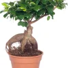 Best Chinesische Feige (Ficus microcarpa 'Ginseng') D 17 cm H 40 cm Bonsai|Grünpflanzen