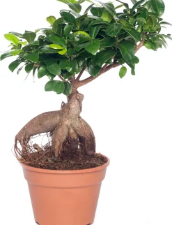 Best Chinesische Feige (Ficus microcarpa 'Ginseng') D 17 cm H 40 cm Bonsai|Grünpflanzen