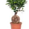 New Chinesische Feige (Ficus microcarpa 'Ginseng') D 15 cm H 40 cm Grünpflanzen|Bonsai